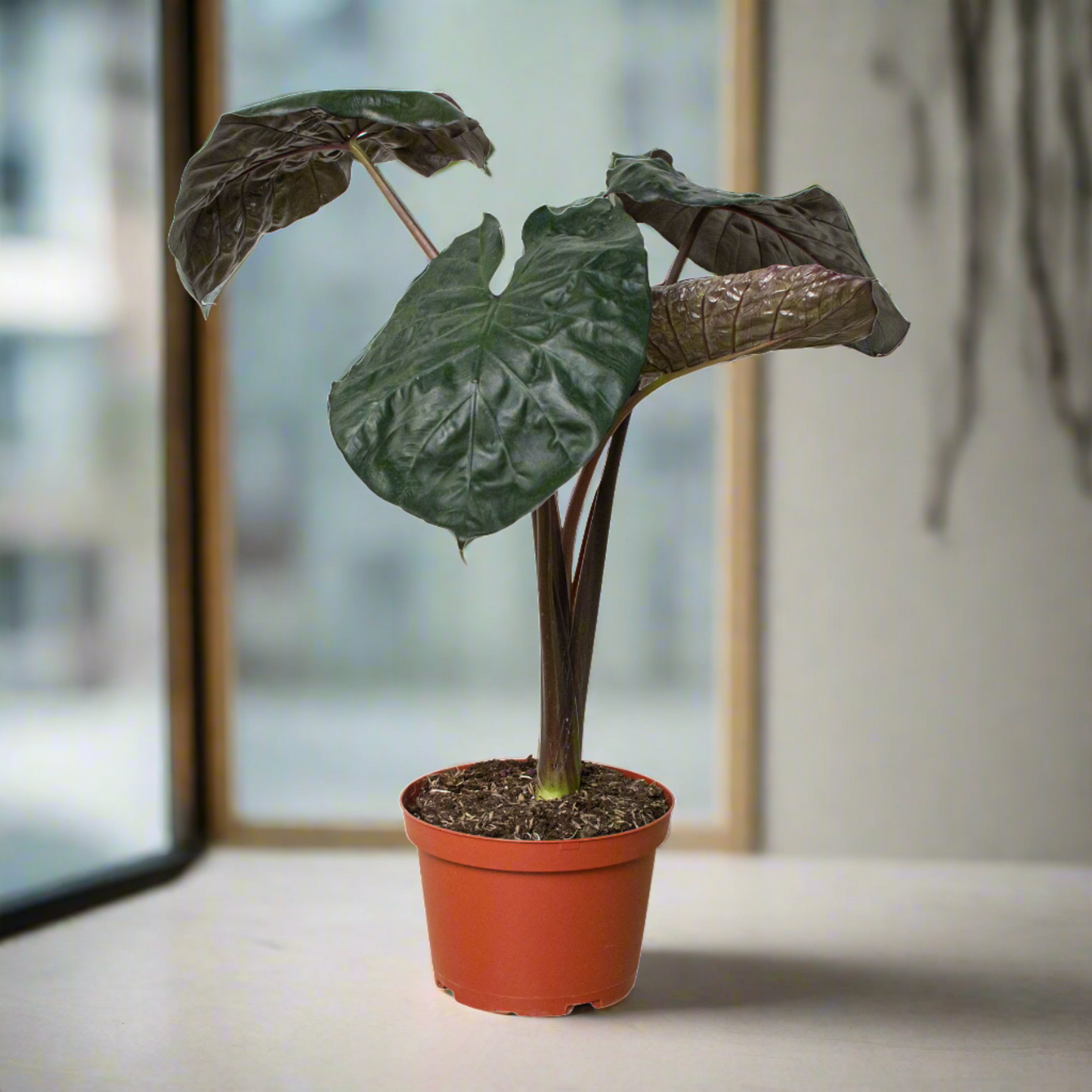 Jungle Royalty: Alocasia 'Serendipity' - King of the Indoor Jungle: Majestic Black Elephant Ear Indoor Plant