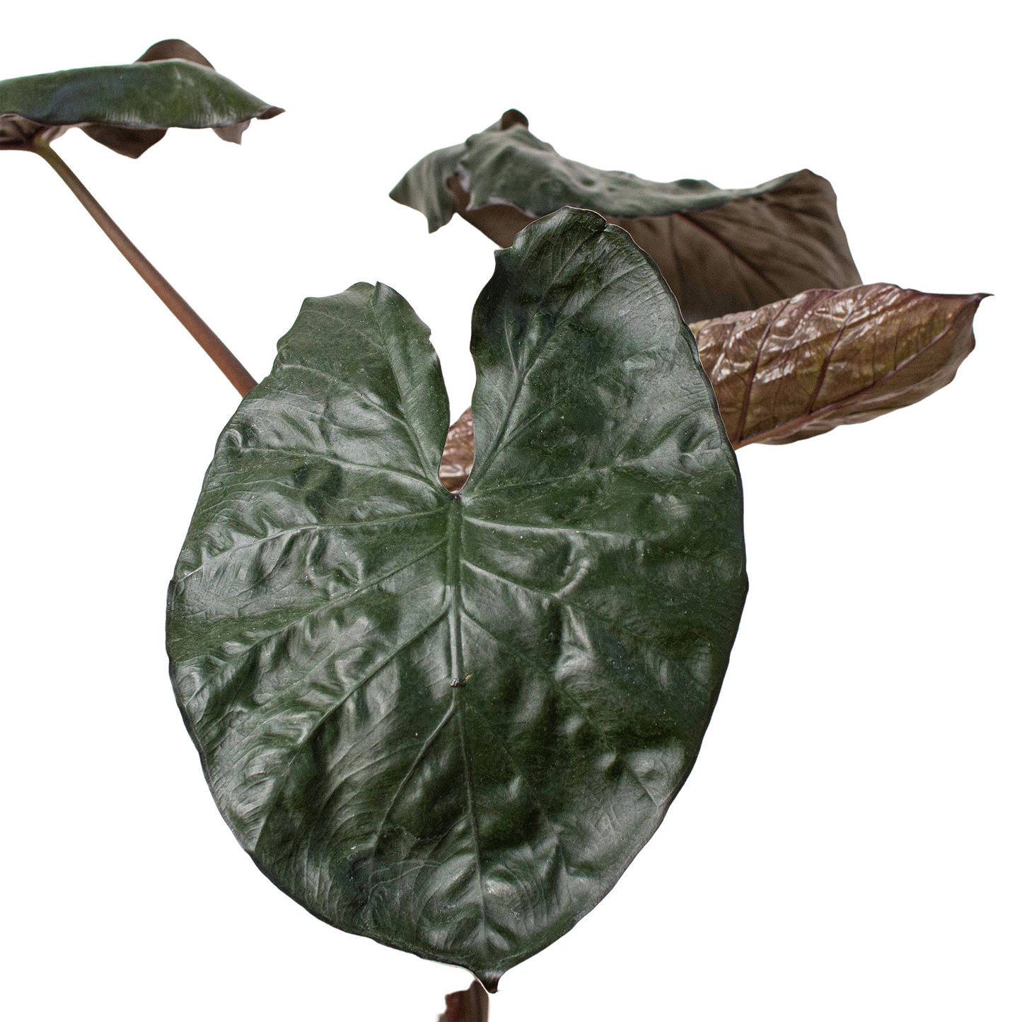 Jungle Royalty: Alocasia 'Serendipity' - King of the Indoor Jungle: Majestic Black Elephant Ear Indoor Plant