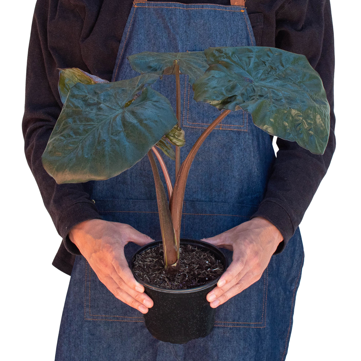 Jungle Royalty: Alocasia 'Serendipity' - King of the Indoor Jungle: Majestic Black Elephant Ear Indoor Plant