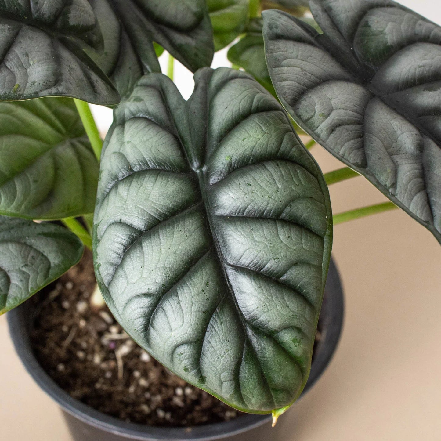 Alocasia Silver Dragon - The Silver Dragon: Unique Houseplant with Stunning Silvery Leaves