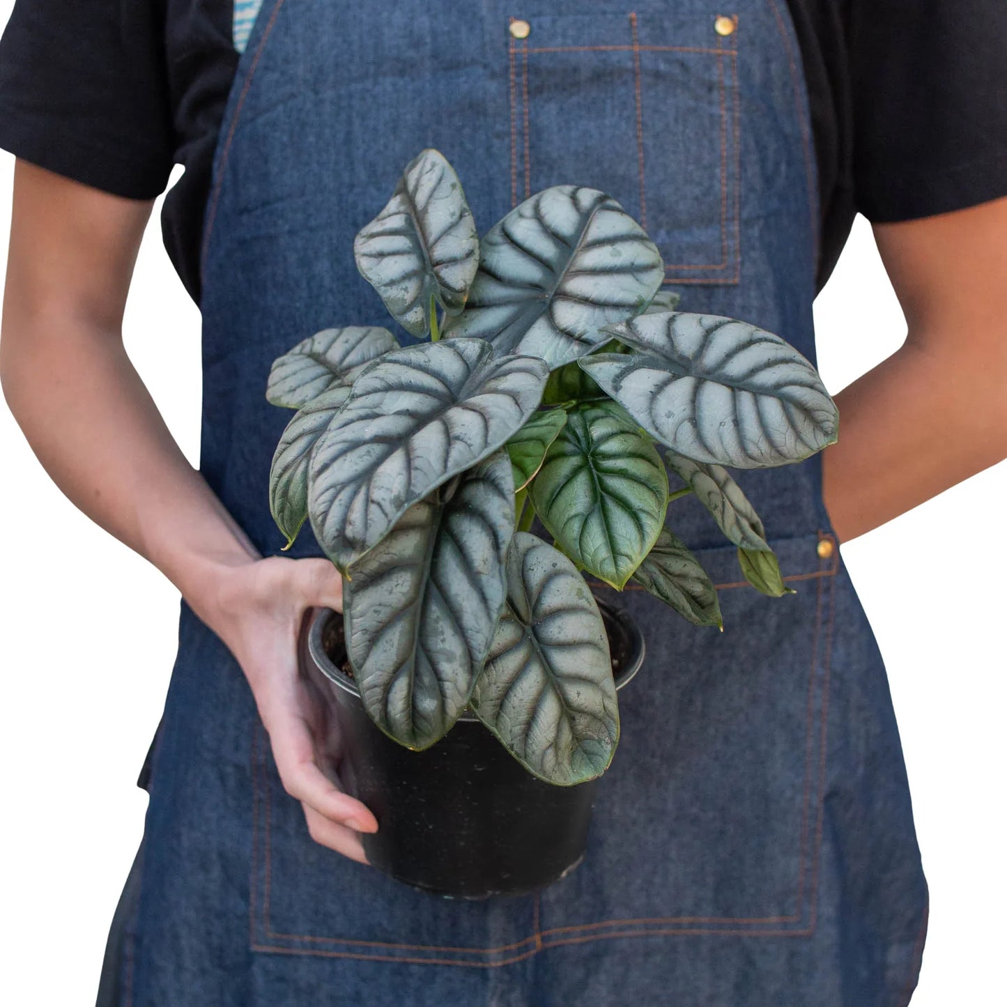 Alocasia Silver Dragon - The Silver Dragon: Unique Houseplant with Stunning Silvery Leaves