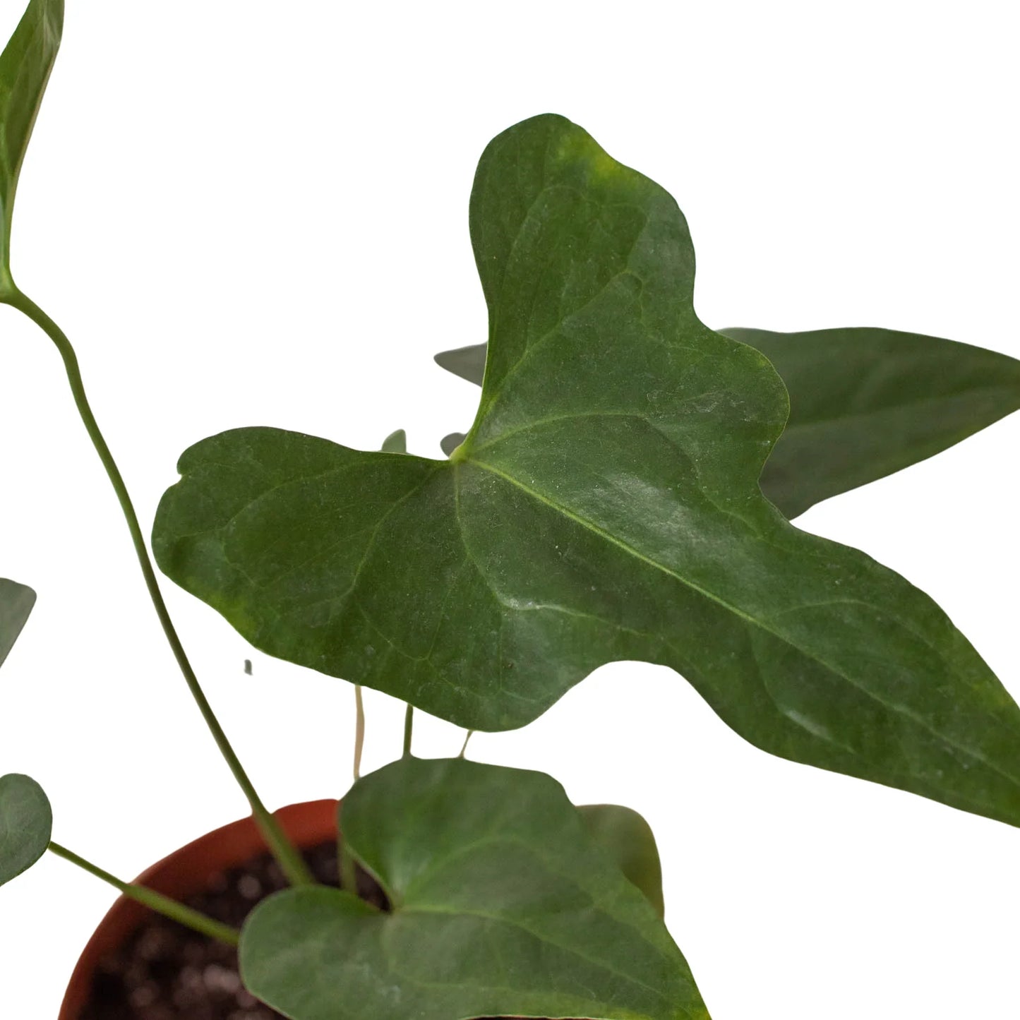 Lacy Wonder: Anthurium 'Lacy Plant' - The Climbing Charmer: Exotic Rapid-Growth Houseplant