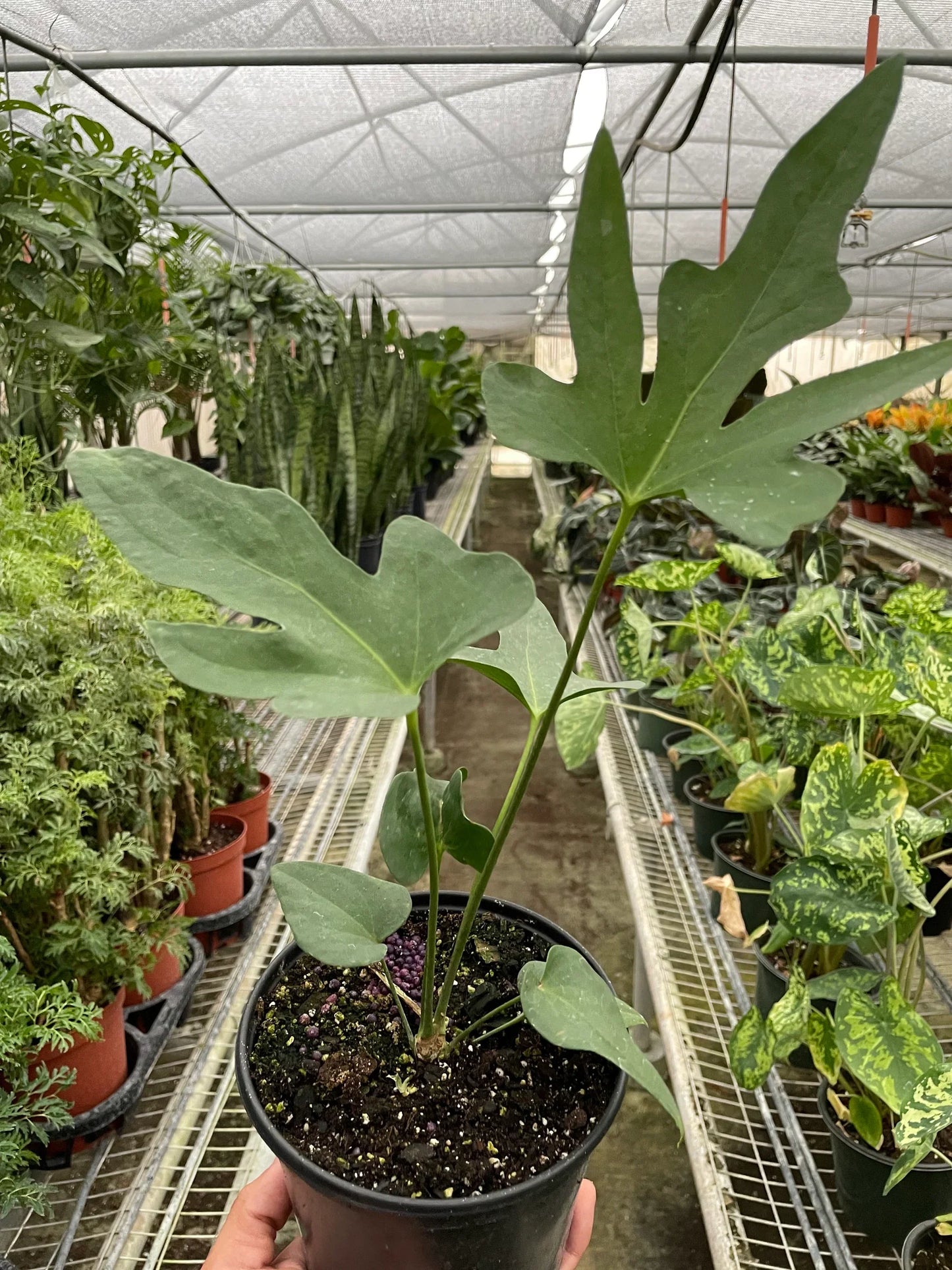 Lacy Wonder: Anthurium 'Lacy Plant' - The Climbing Charmer: Exotic Rapid-Growth Houseplant