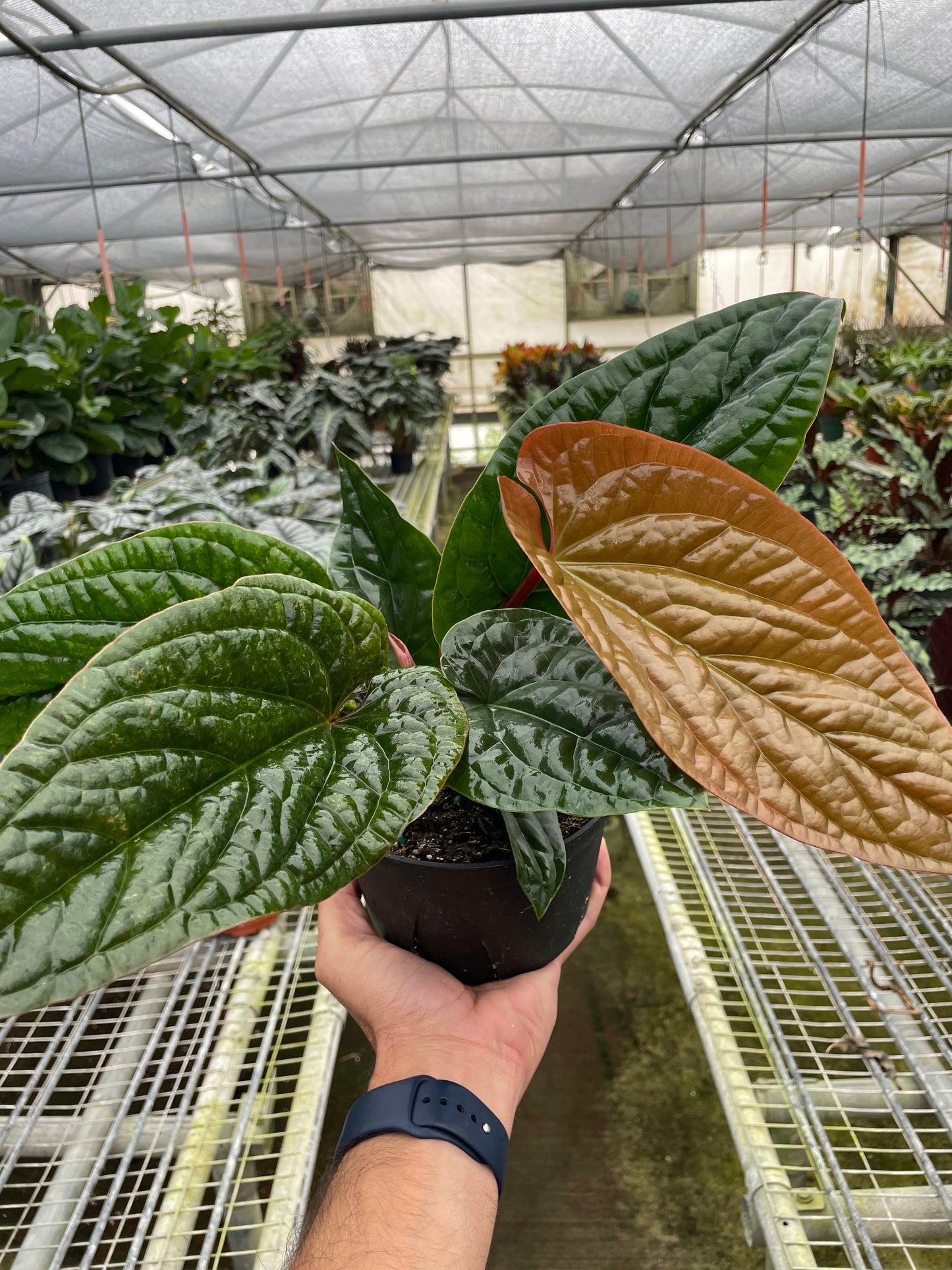 Anthurium 'Radicans x Luxurians' - Glam Green Beast: Stunning Thick-Leaf Hybrid for Indoor Elegance