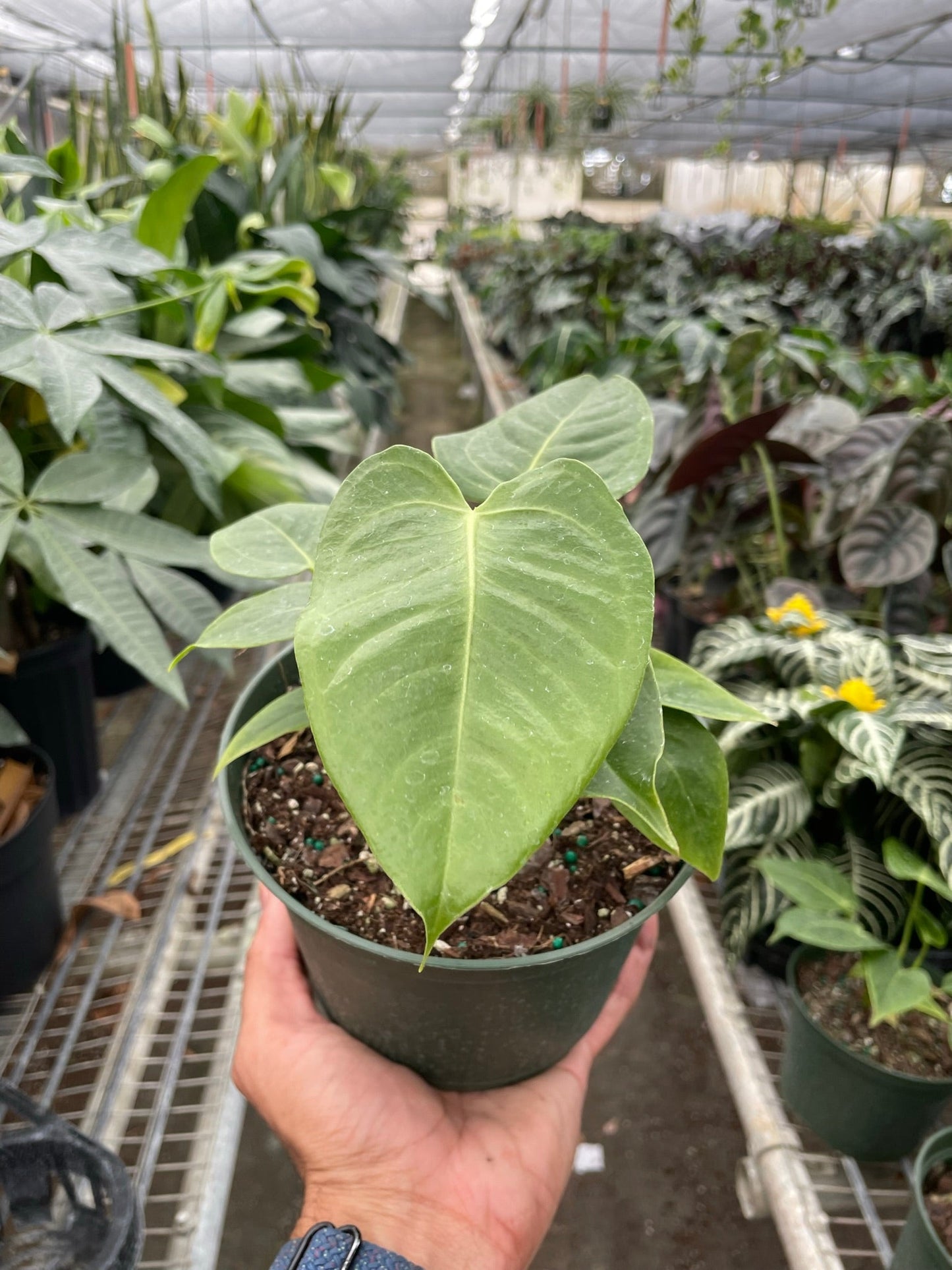 Anthurium 'Veitchii' - King of the Jungle: Spectacular Foliage Houseplant