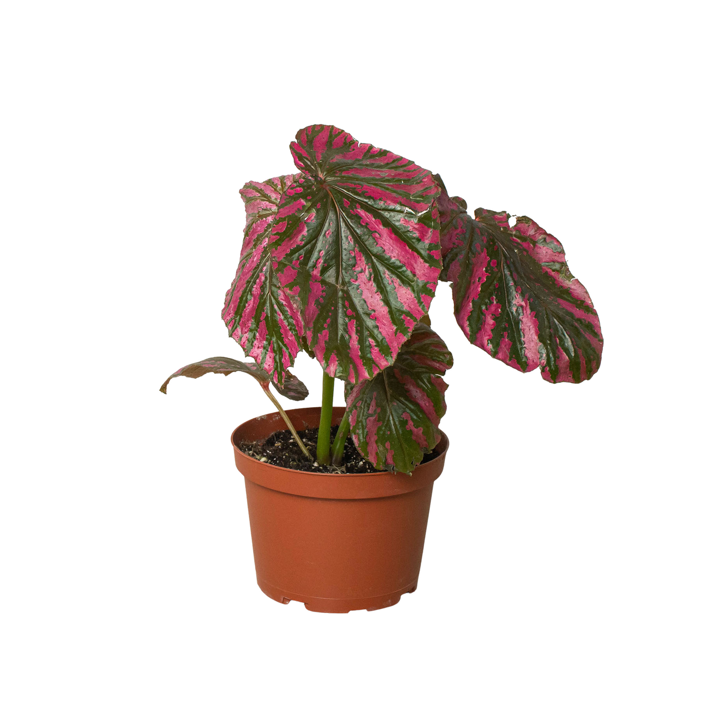 Begonia 'Exotica' - Electric Pink Wonderland: Unique Rainforest Houseplant with Metallic-Looking Leaves