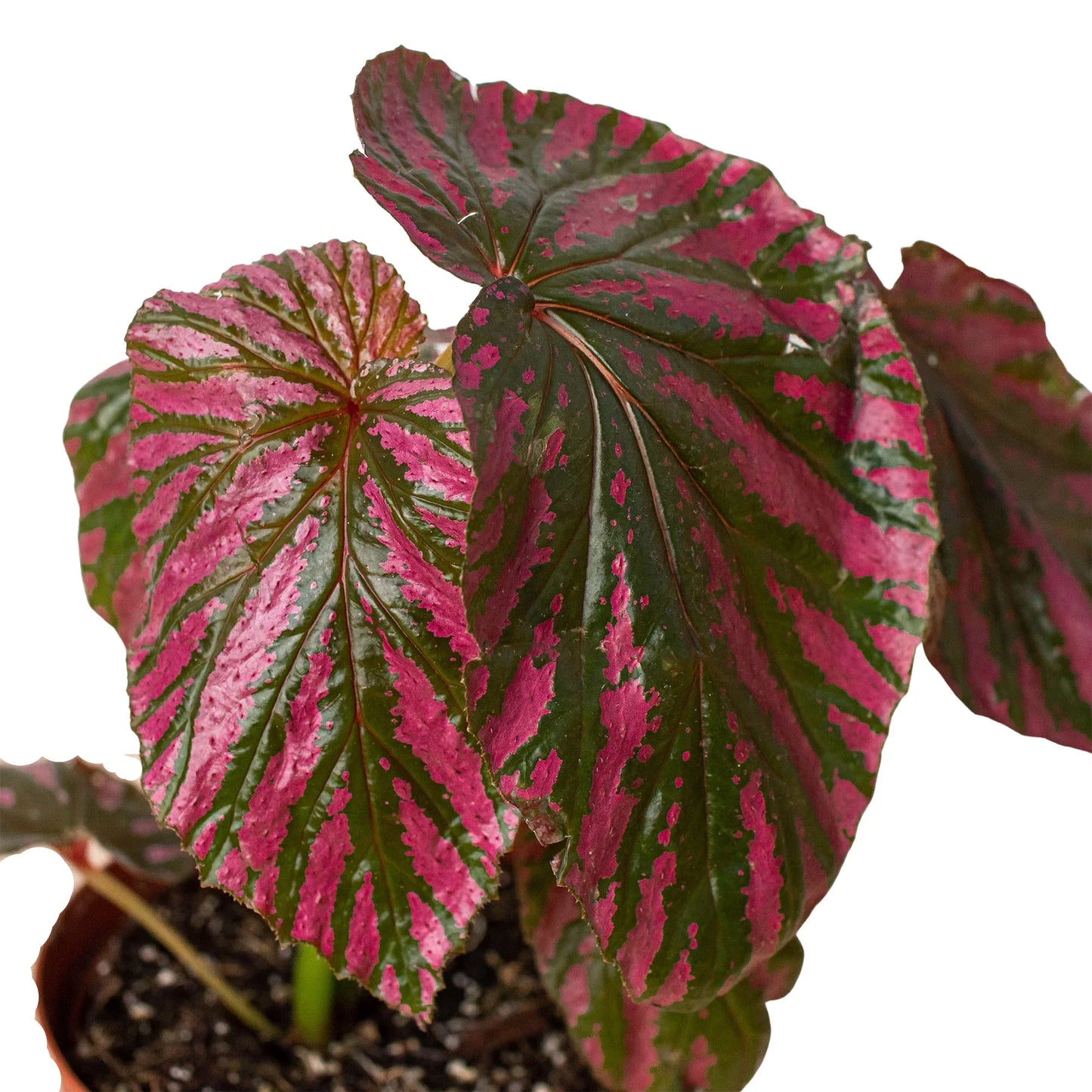 Begonia 'Exotica' - Electric Pink Wonderland: Unique Rainforest Houseplant with Metallic-Looking Leaves