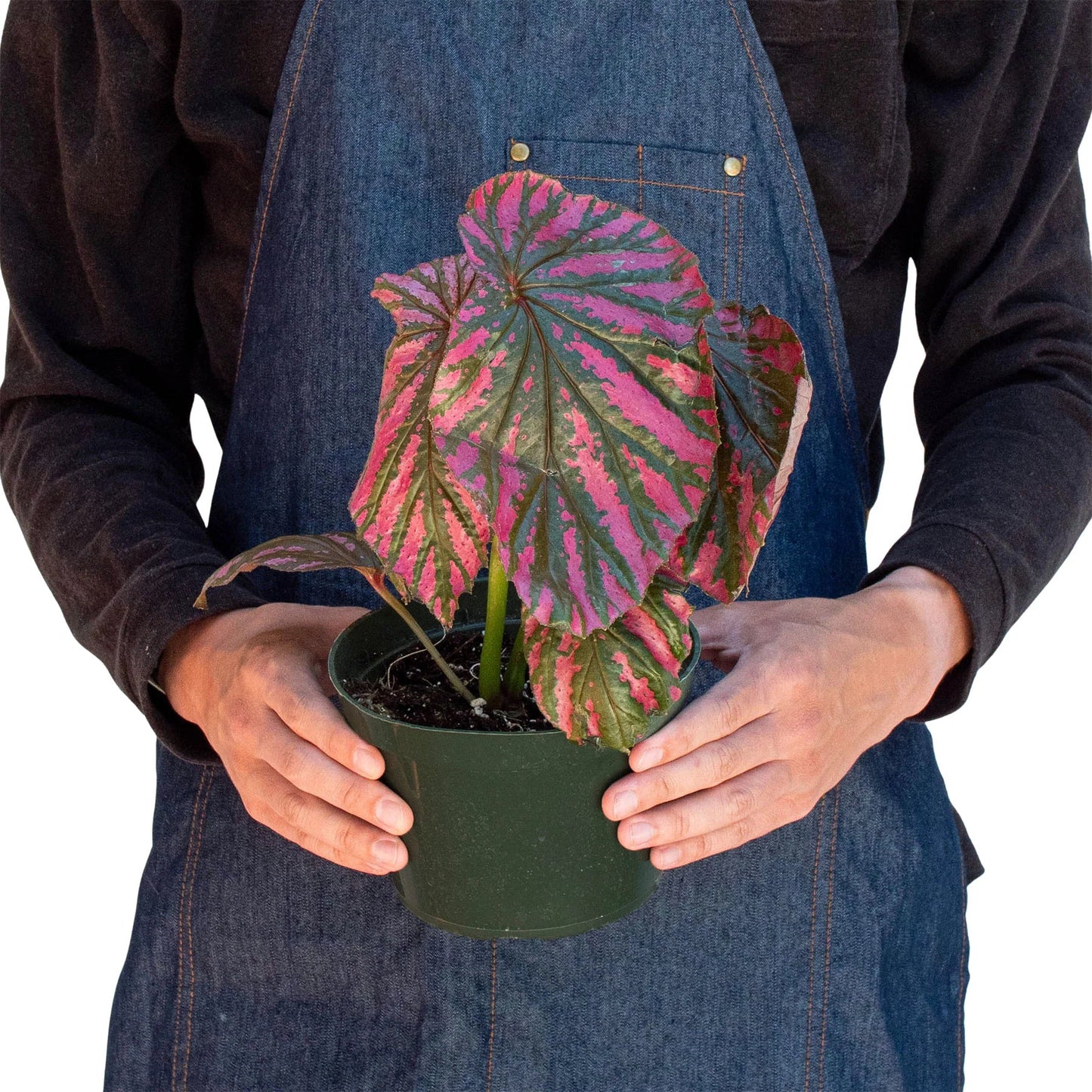 Begonia 'Exotica' - Electric Pink Wonderland: Unique Rainforest Houseplant with Metallic-Looking Leaves