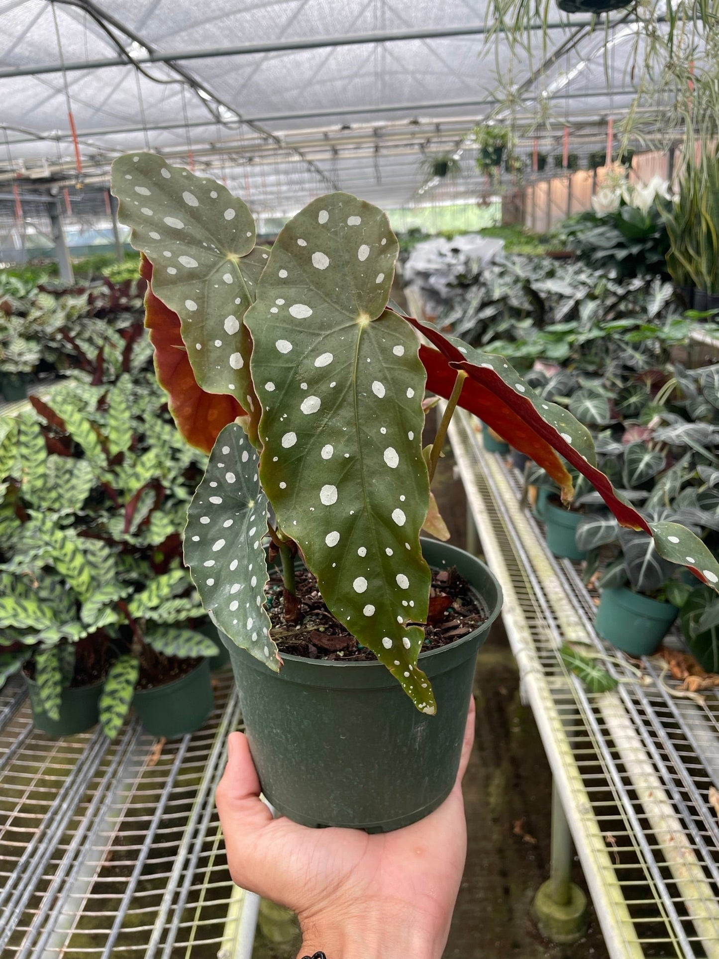 Polka Dot Delight - Spot-Tacular Star Begonia 'Maculata': Exotic, Eye-Catching, Easy-Care Houseplant