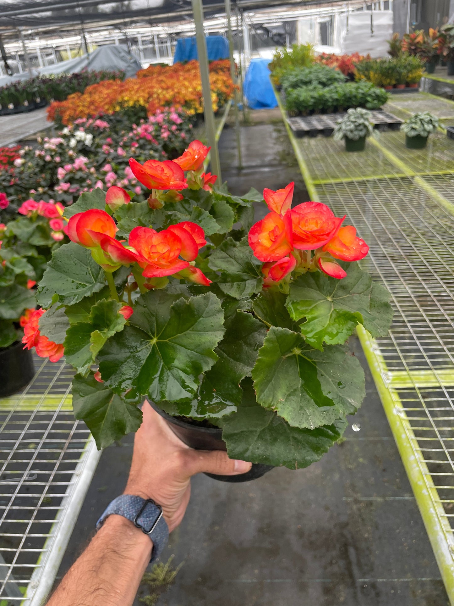 Wax Begonia - Gloss and Bloom: Vibrant, Easy-Care Annual & Perennial