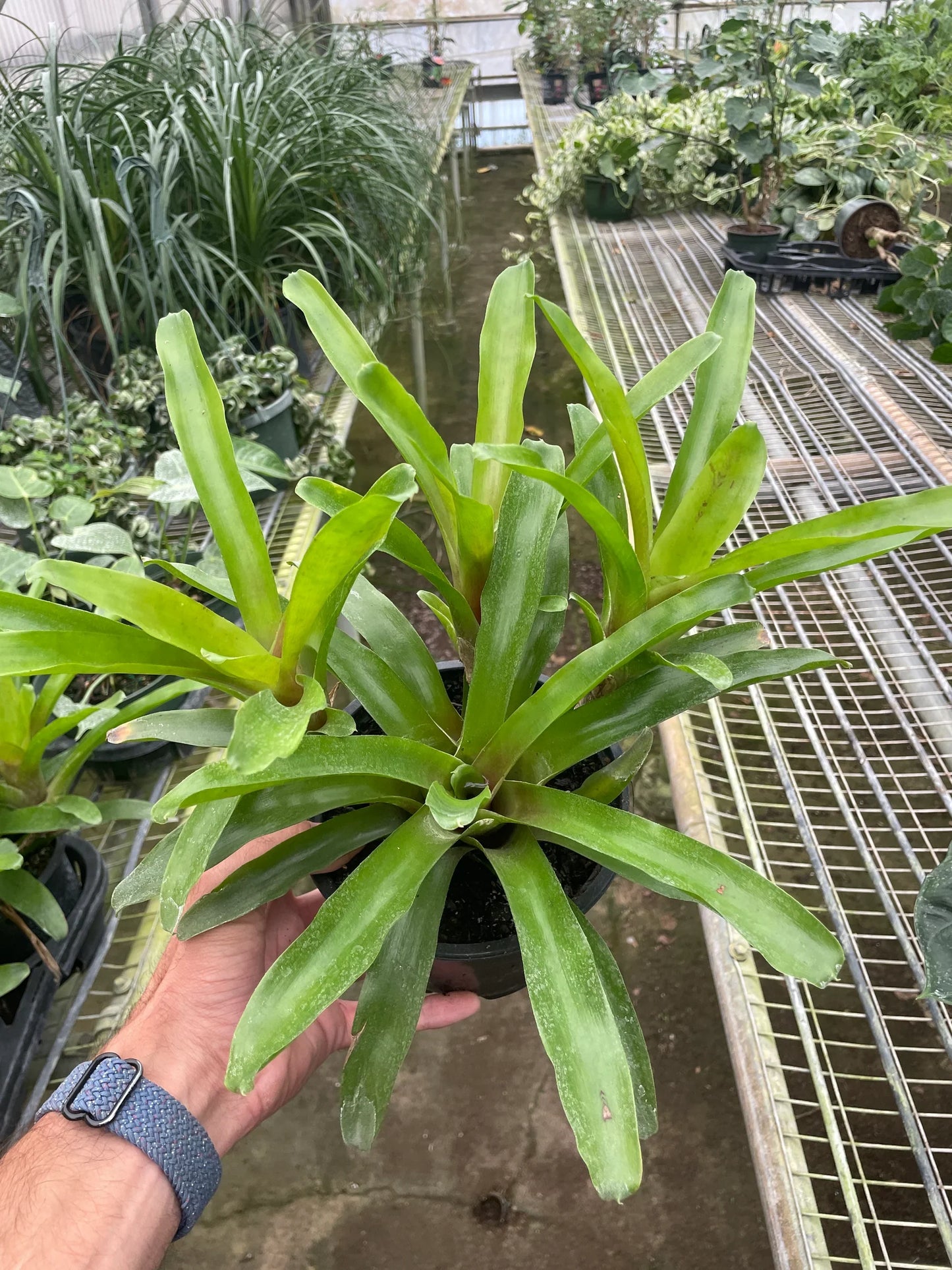 Bromeliad 'Fireball' - Blazing Beauty: Vibrant Red Blooming Houseplant