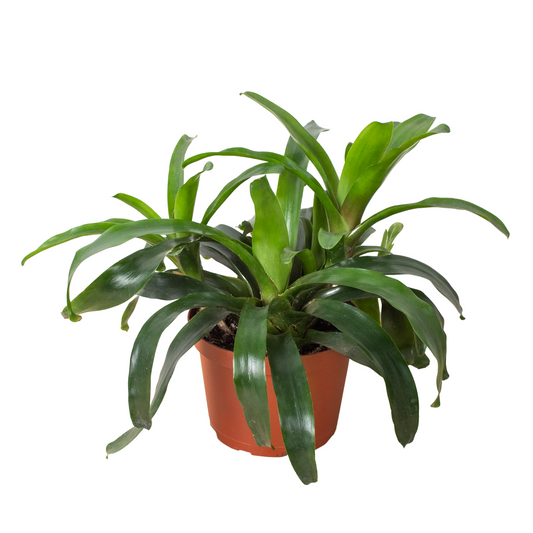 Bromeliad Bossanoa - 6" Pot - Bossa Delight: Exotic Epiphytic Houseplant with Gray-Green Leaves