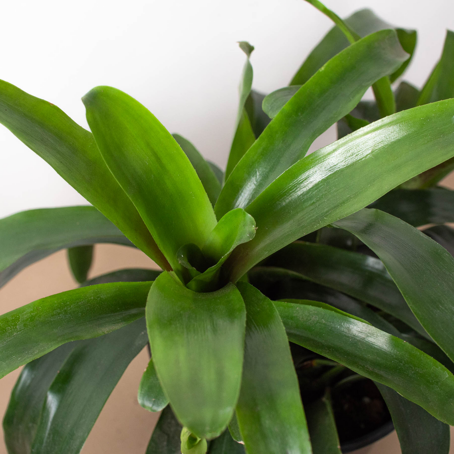 Bromeliad Bossanoa - 6" Pot - Bossa Delight: Exotic Epiphytic Houseplant with Gray-Green Leaves