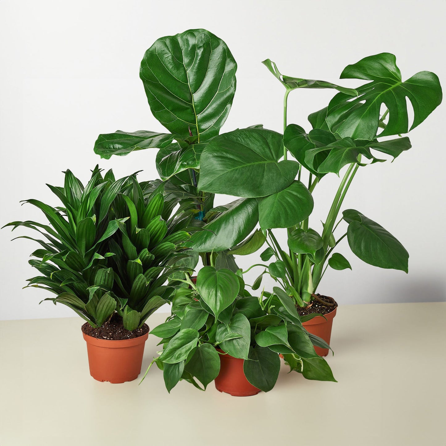 Best Selling Bundle - The Fantastic Four: Monstera Split Leaf, Dracaena Janet Craig, Philodendron Cordatum, Ficus Lyrata