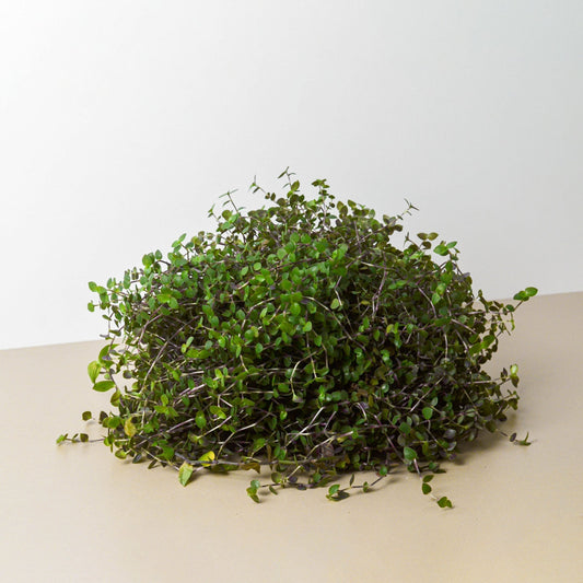 Calasia Repens - Turtle Patrol: Easy-Growing Creeping Inchplant Succulent