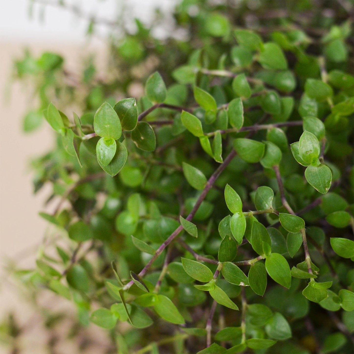 Calasia Repens - Turtle Patrol: Easy-Growing Creeping Inchplant Succulent