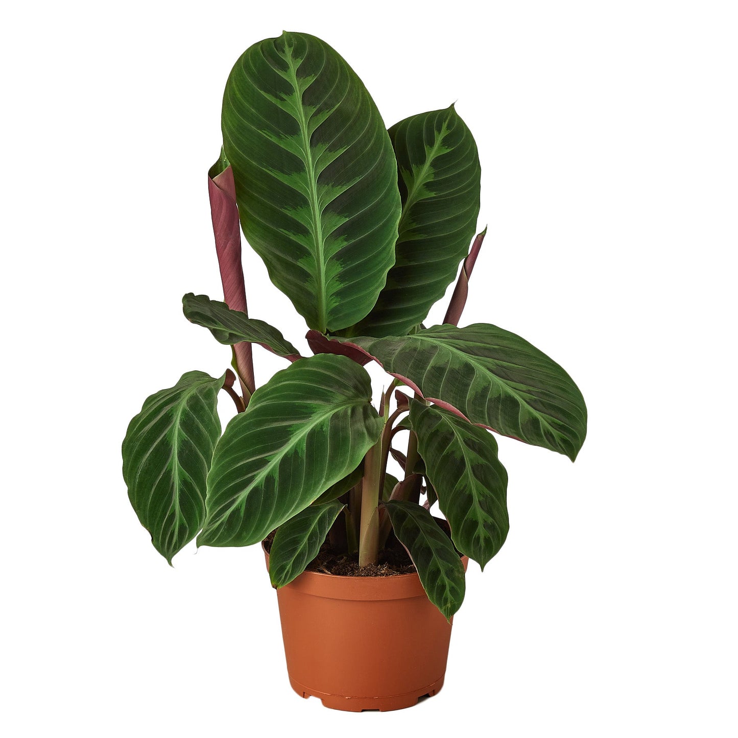 Calathea 'Warscewiczii' - Velvet Drama Queen: Exquisite 6" Pot for Home or Office