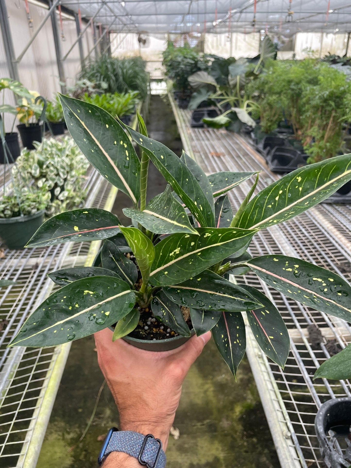 Chinese Evergreen 'Stars' - Starlit Wonder: Easy-Care Aglaonema Houseplant