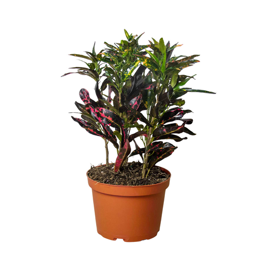 Croton 'Freckles' - Polka Dot Party: Vibrant & Colorful Indoor Foliage Plant