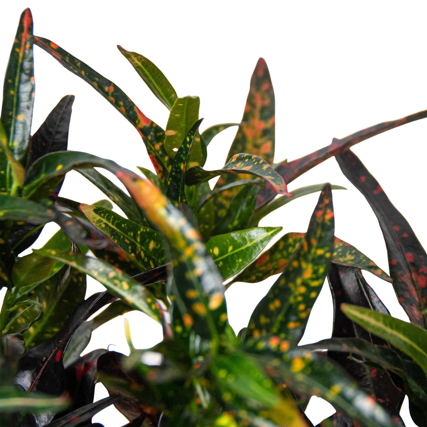 Croton 'Freckles' - Polka Dot Party: Vibrant & Colorful Indoor Foliage Plant