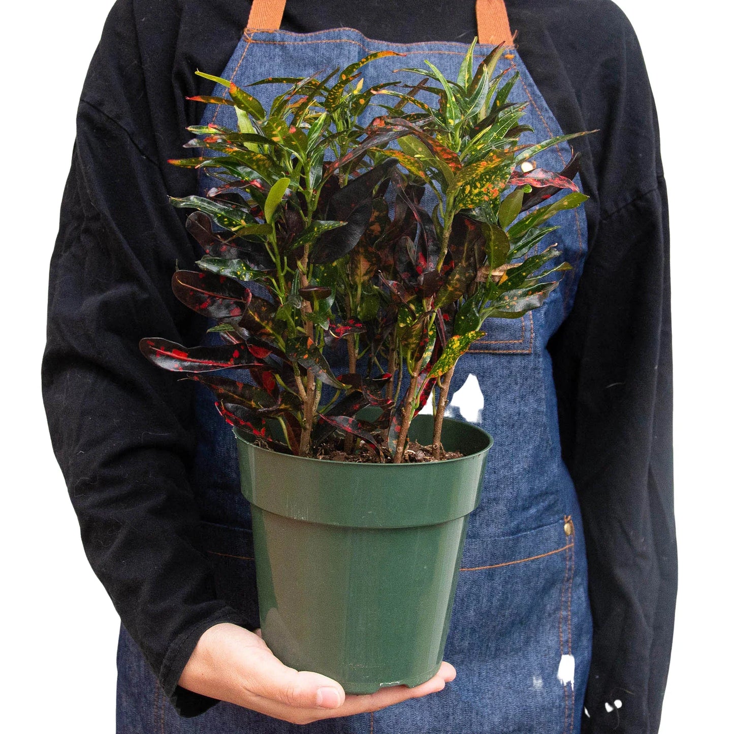 Croton 'Freckles' - Polka Dot Party: Vibrant & Colorful Indoor Foliage Plant