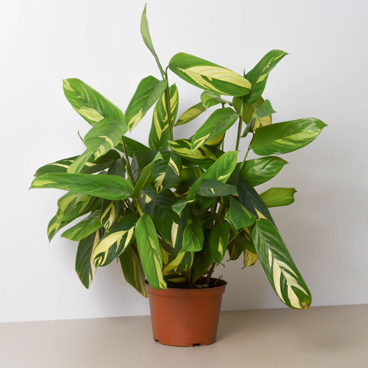 Ctenanthe Lubbersiana 'Bamburanta' - Golden Dreams: Striking Foliage Indoor Plant