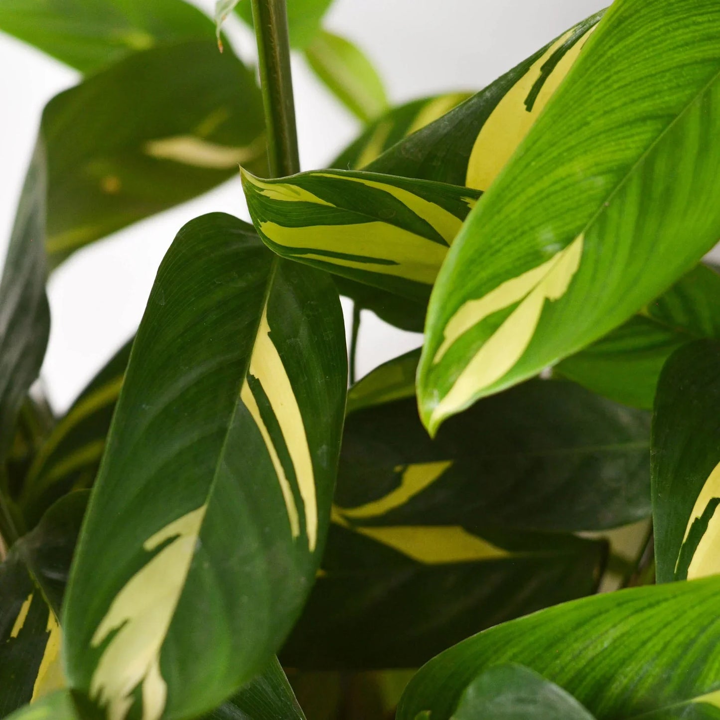 Ctenanthe Lubbersiana 'Bamburanta' - Golden Dreams: Striking Foliage Indoor Plant