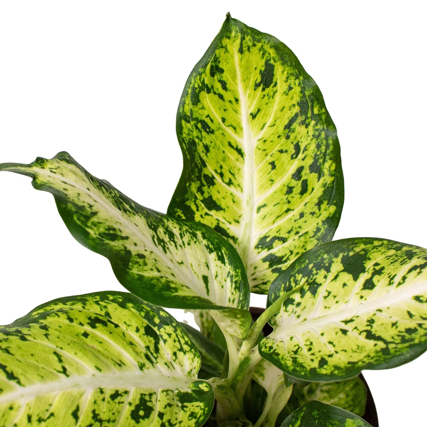 Dieffenbachia 'Amy' - Speechless Beauty: Striking Indoor Houseplant with Variegated Leaves