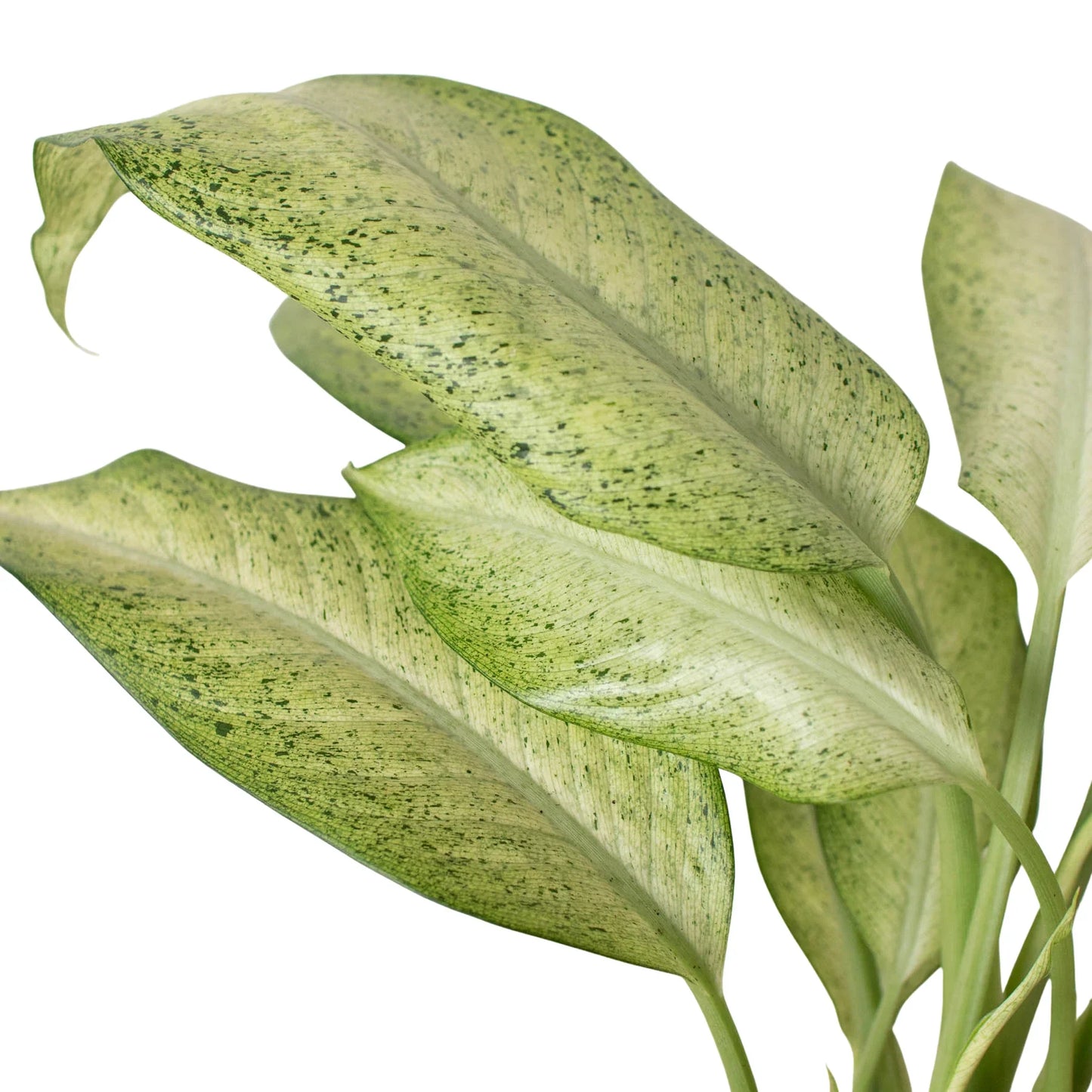 Dieffenbachia 'Camouflage' - Spy Leaf: Striking Variegated Hardy Houseplant