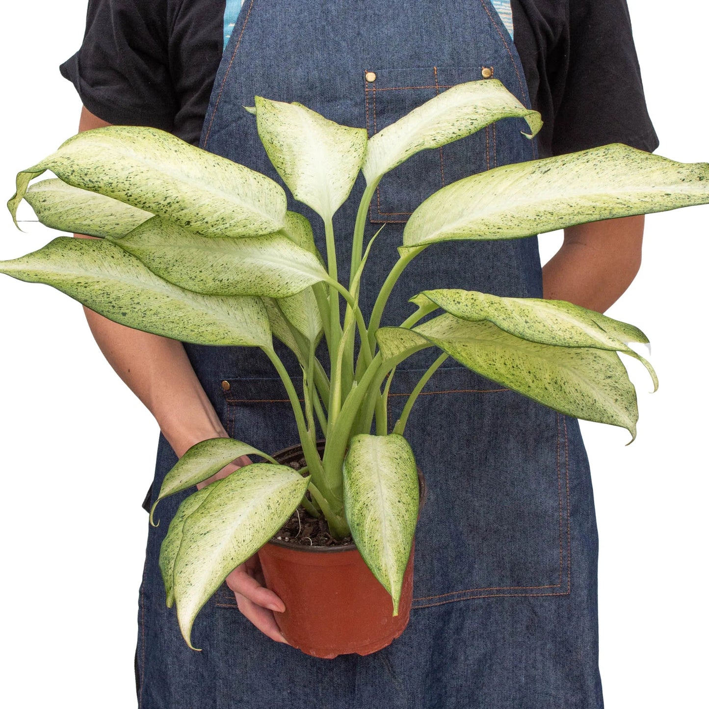 Dieffenbachia 'Camouflage' - Spy Leaf: Striking Variegated Hardy Houseplant