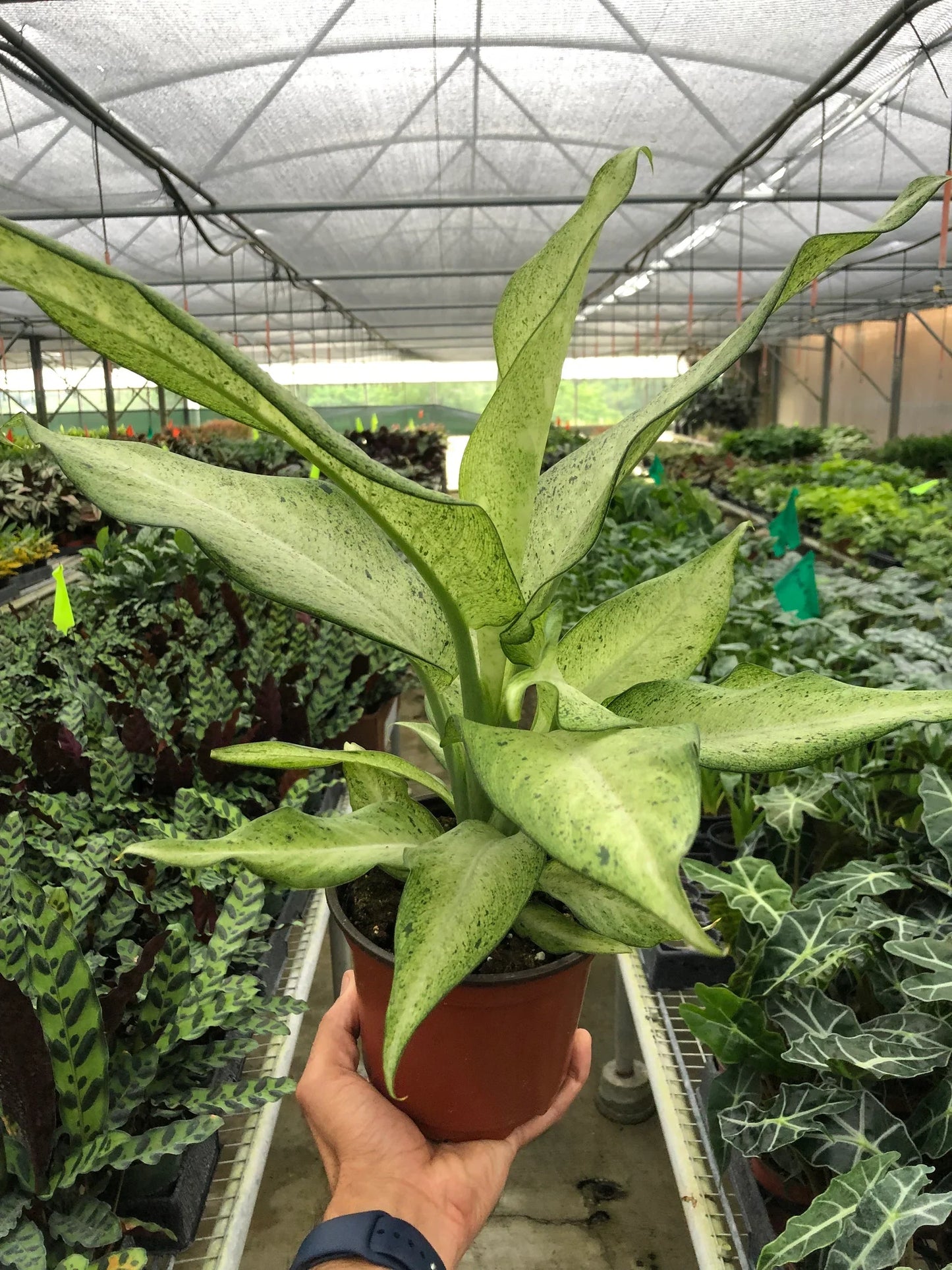 Dieffenbachia 'Camouflage' - Spy Leaf: Striking Variegated Hardy Houseplant