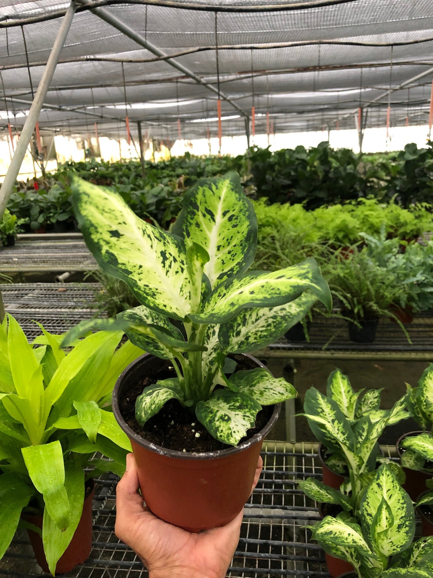 Dieffenbachia 'Amy' - Speechless Beauty: Striking Indoor Houseplant with Variegated Leaves