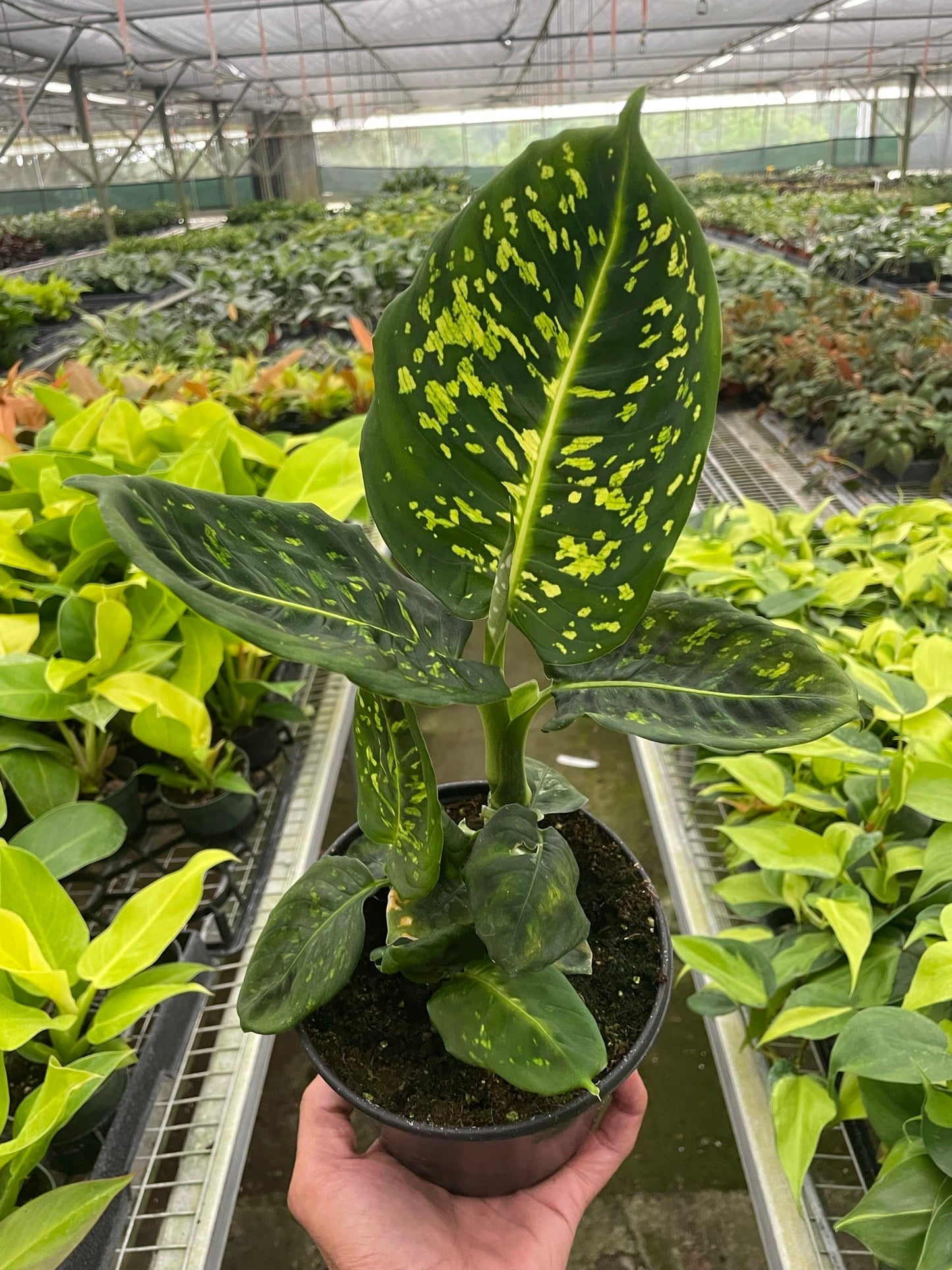 Dieffenbachia 'Reflector' - Spotlight Showstopper: Easy-Grow Houseplant with Iridescent Leaves