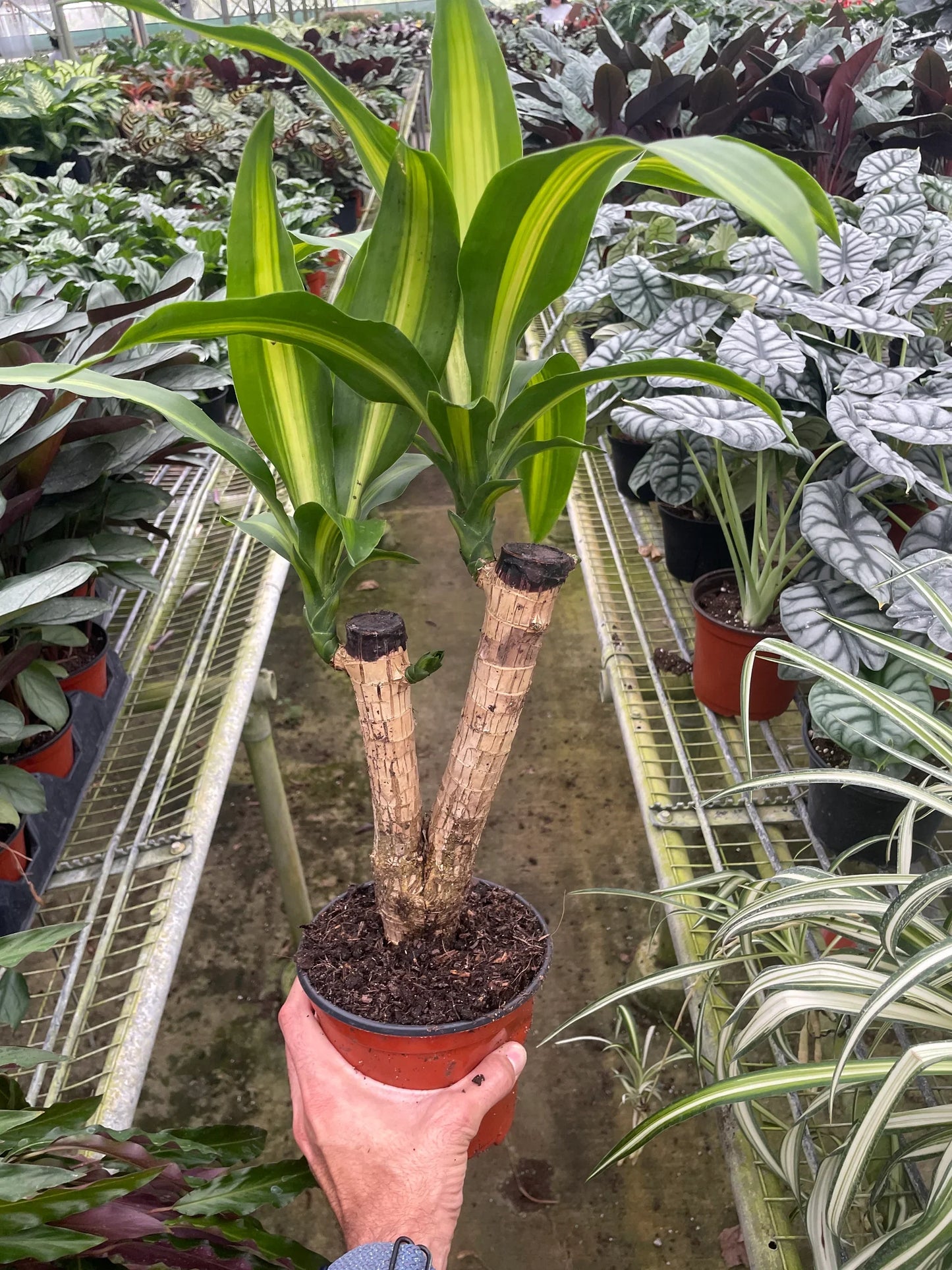 Dracaena Massangeana - Majestic Dragon: Hardy, Low Maintenance, Tropical Indoor Plant