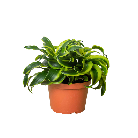 Dracaena 'Tornado' - Whirlwind Wonder: Elegant Spiral Foliage Houseplant