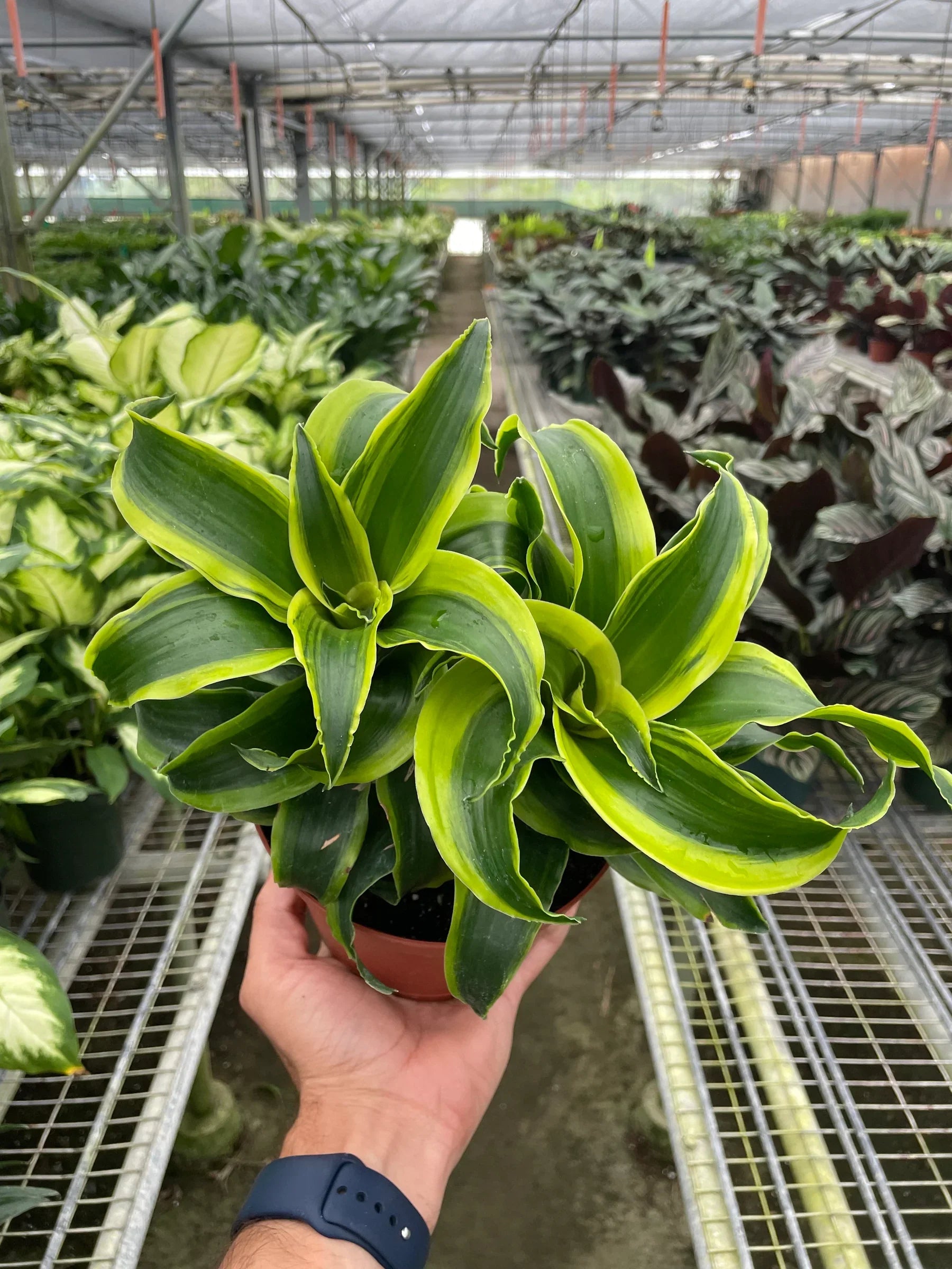 spiral dracaena Dracaena 'Tornado'