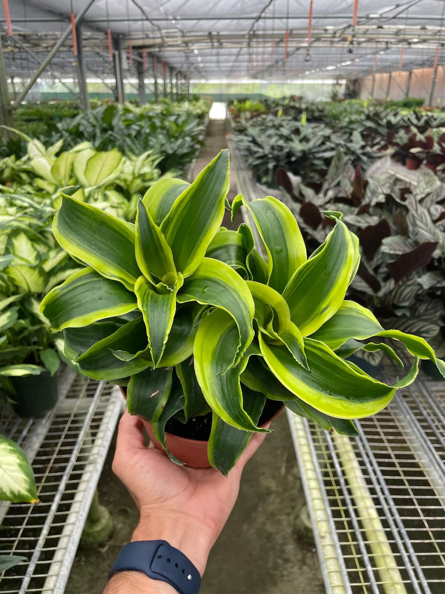 Dracaena 'Tornado' - Whirlwind Wonder: Elegant Spiral Foliage Houseplant