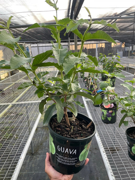 Guava Tree - Tropical Treat Delight: Fruit-Bearing Aromatic Outdoor Plant