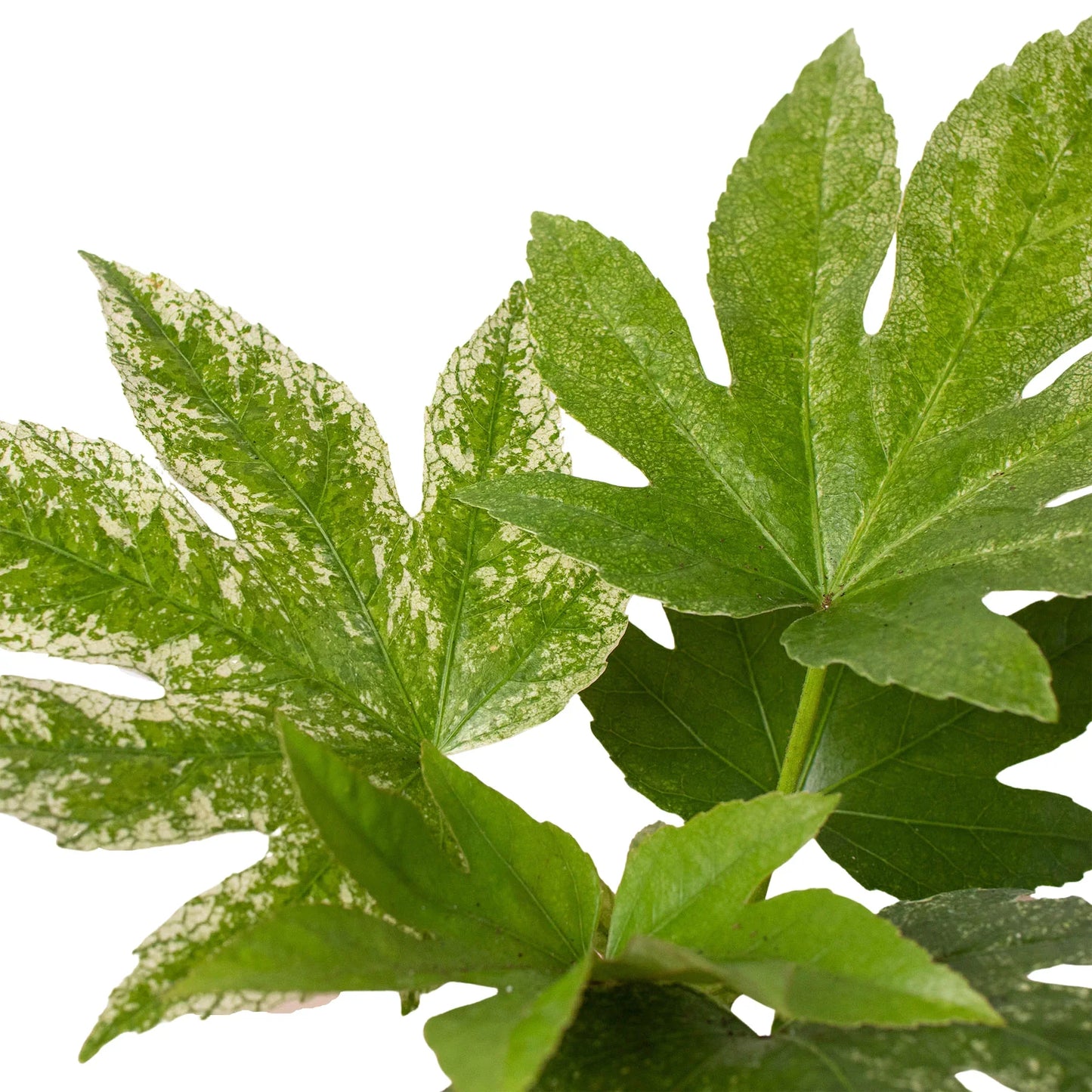 Fatsia 'Spider's Web' - Web of Wonder: Evergreen Variegated Foliage Plant