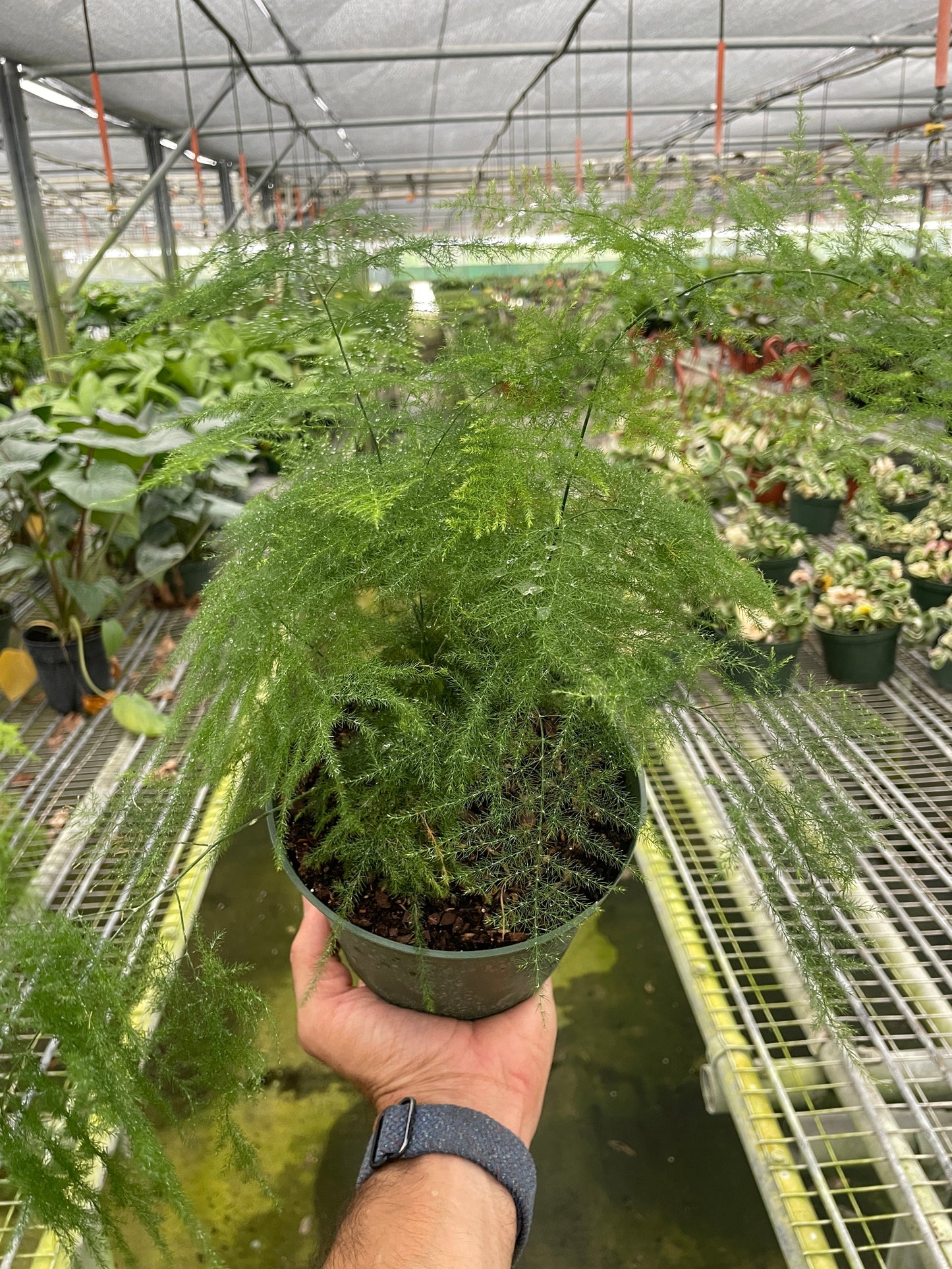 Fern ‘Asparagus’ - The Fuzzy Fern That Isn't: Elegant Indoor Plant with Lush, Frilly Foliage