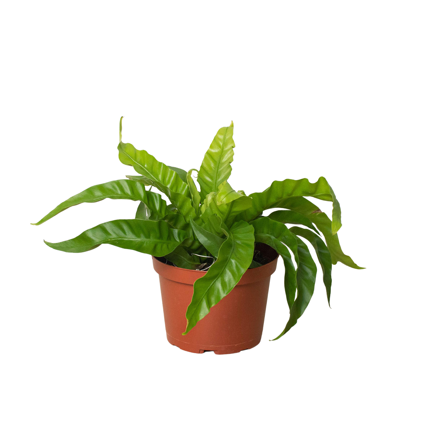 Fern 'Bird's Nest Hurricane' - Whirling Wonder: Air-Purifying, Easy-Care Houseplant