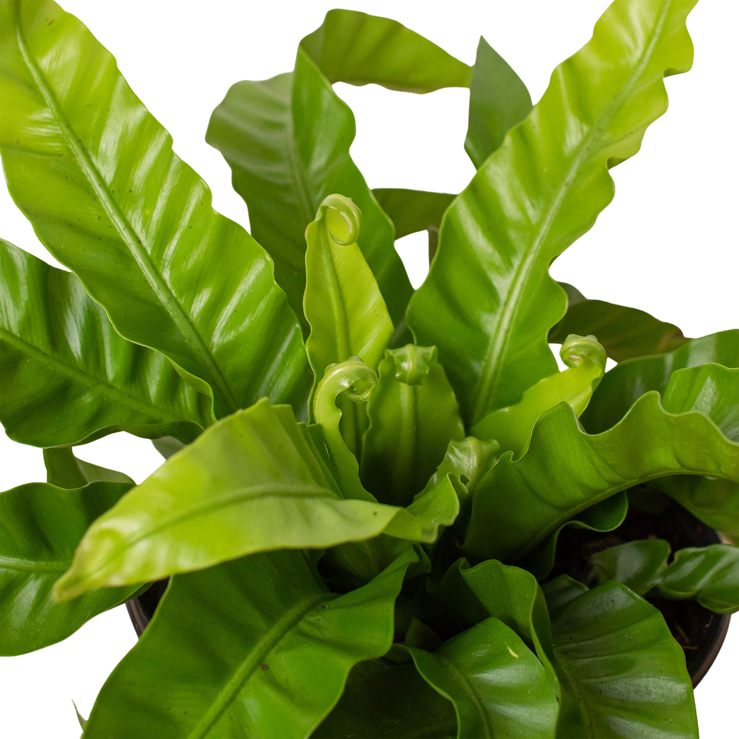 Fern 'Bird's Nest Hurricane' - Whirling Wonder: Air-Purifying, Easy-Care Houseplant