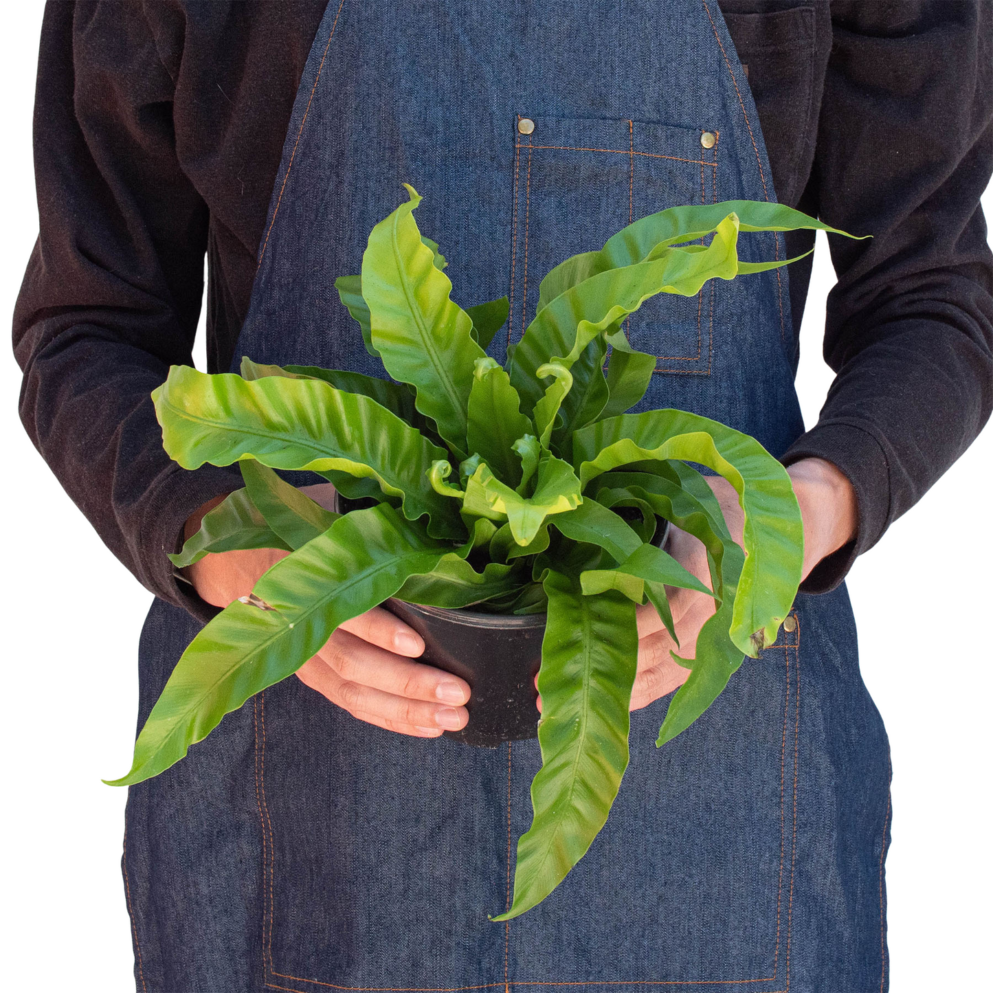 Fern 'Bird's Nest Hurricane' - Whirling Wonder: Air-Purifying, Easy-Care Houseplant