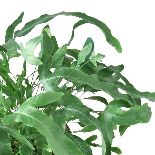 blue star fern air purifier Fern 'Blue Star'