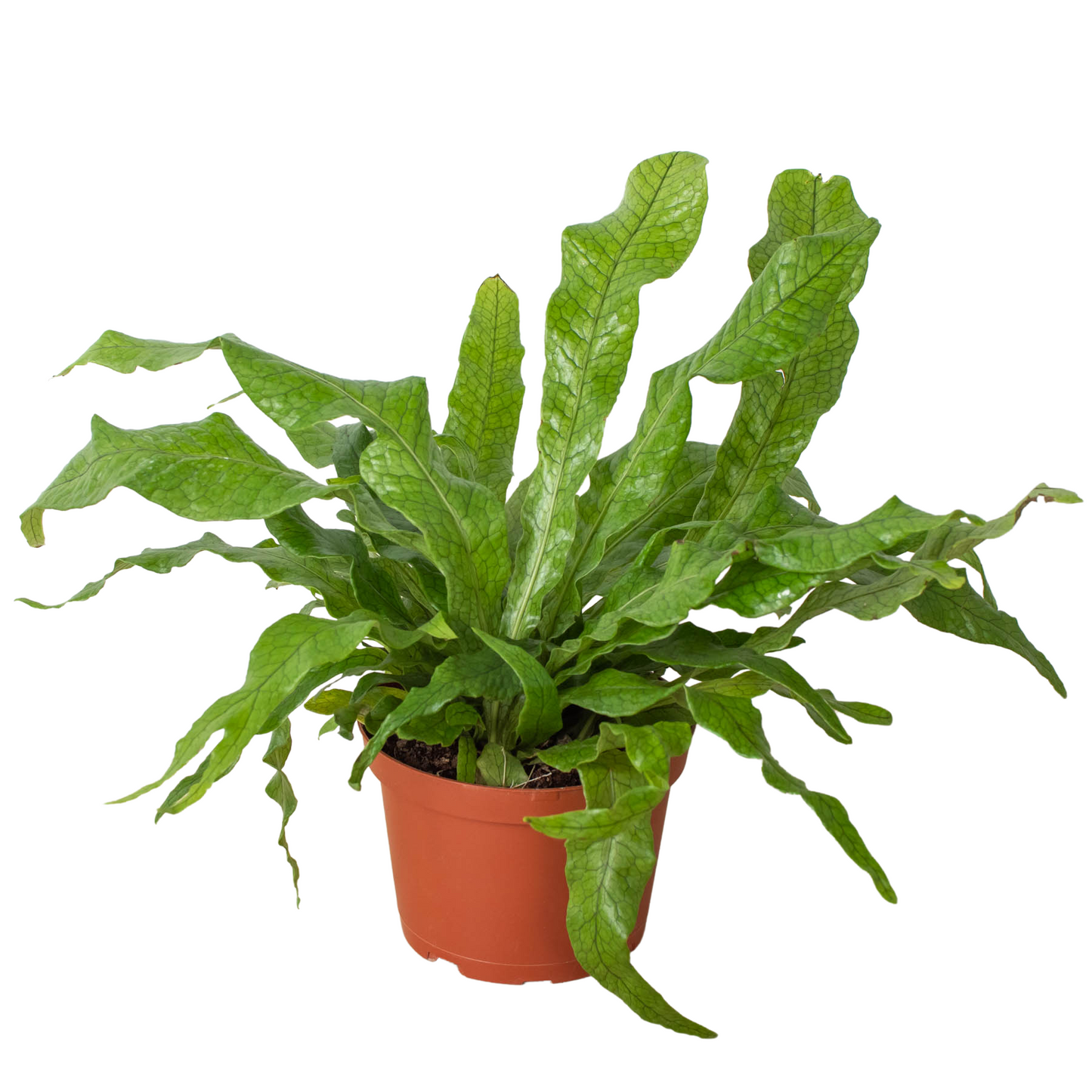 Fern 'Crocodile' - Gator Greenery: Exotic, Textured Tropical Houseplant