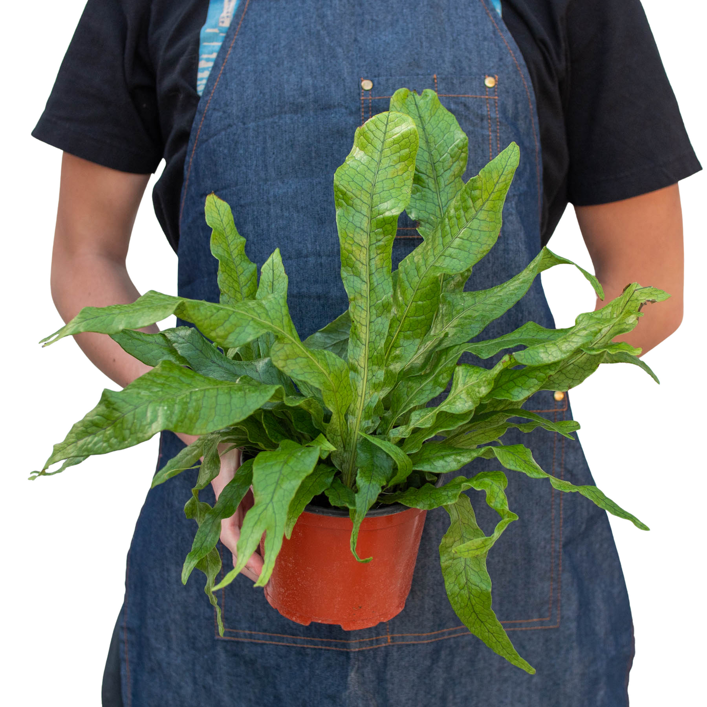 Fern 'Crocodile' - Gator Greenery: Exotic, Textured Tropical Houseplant