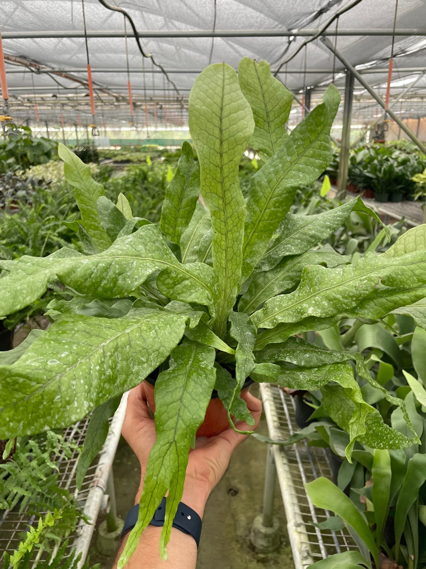 Fern 'Crocodile' - Gator Greenery: Exotic, Textured Tropical Houseplant