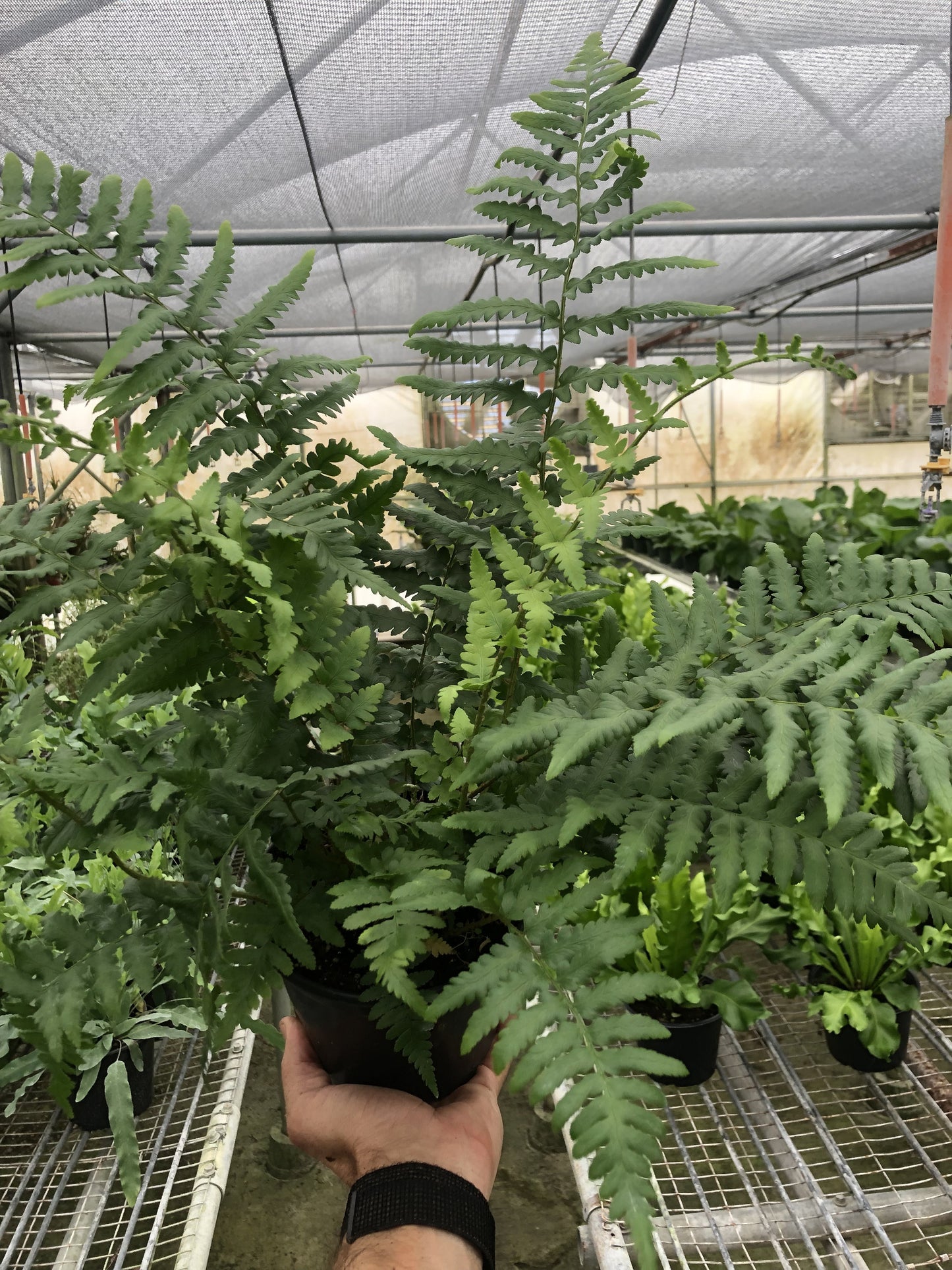 Southern Charm: 'Southern Shield' Fern - Fern Finesse: Low Maintenance, Deer-Resistant Shade Lover