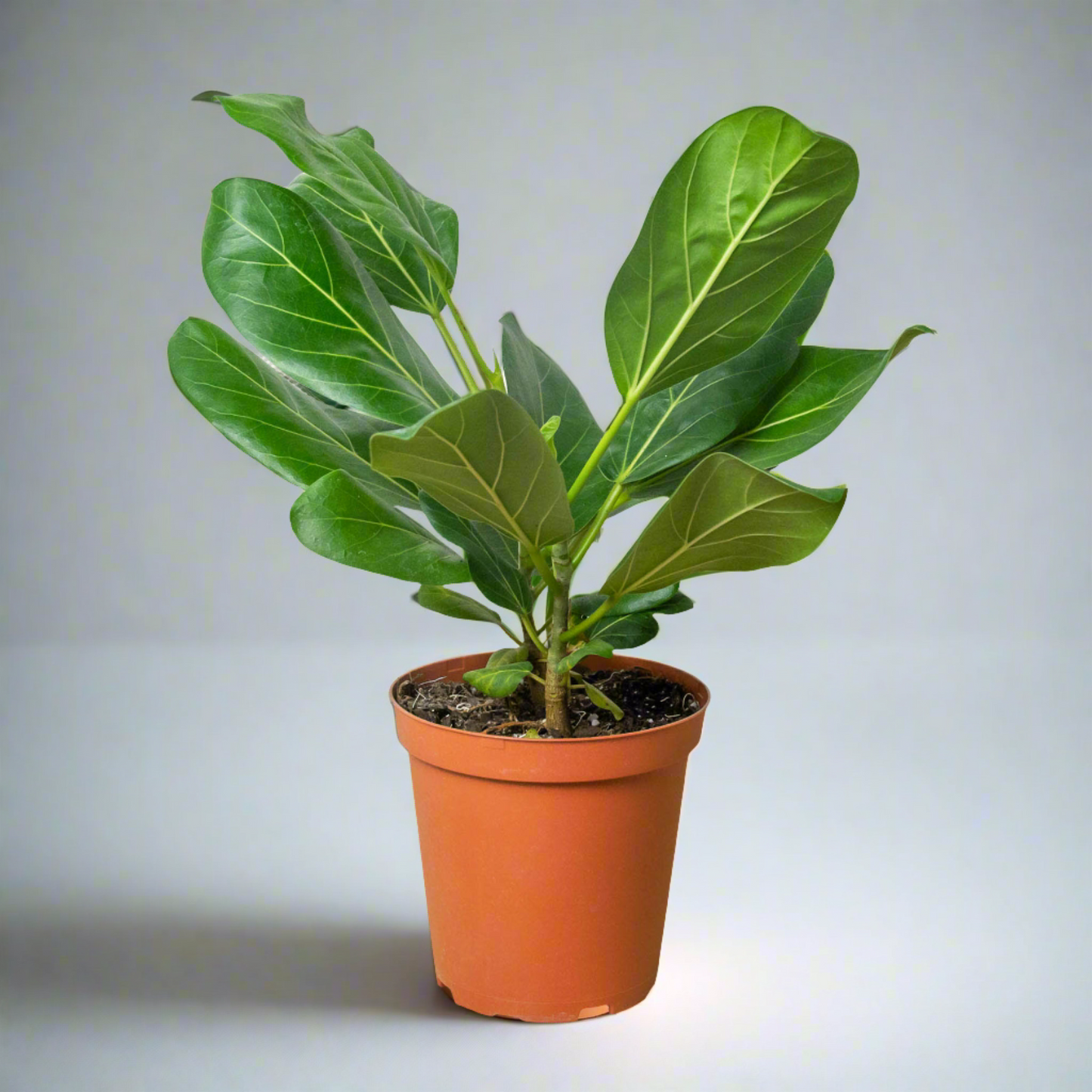 Ficus 'Audrey' - Green Queen of Tropics: Vibrant Evergreen Houseplant for Bright Spaces