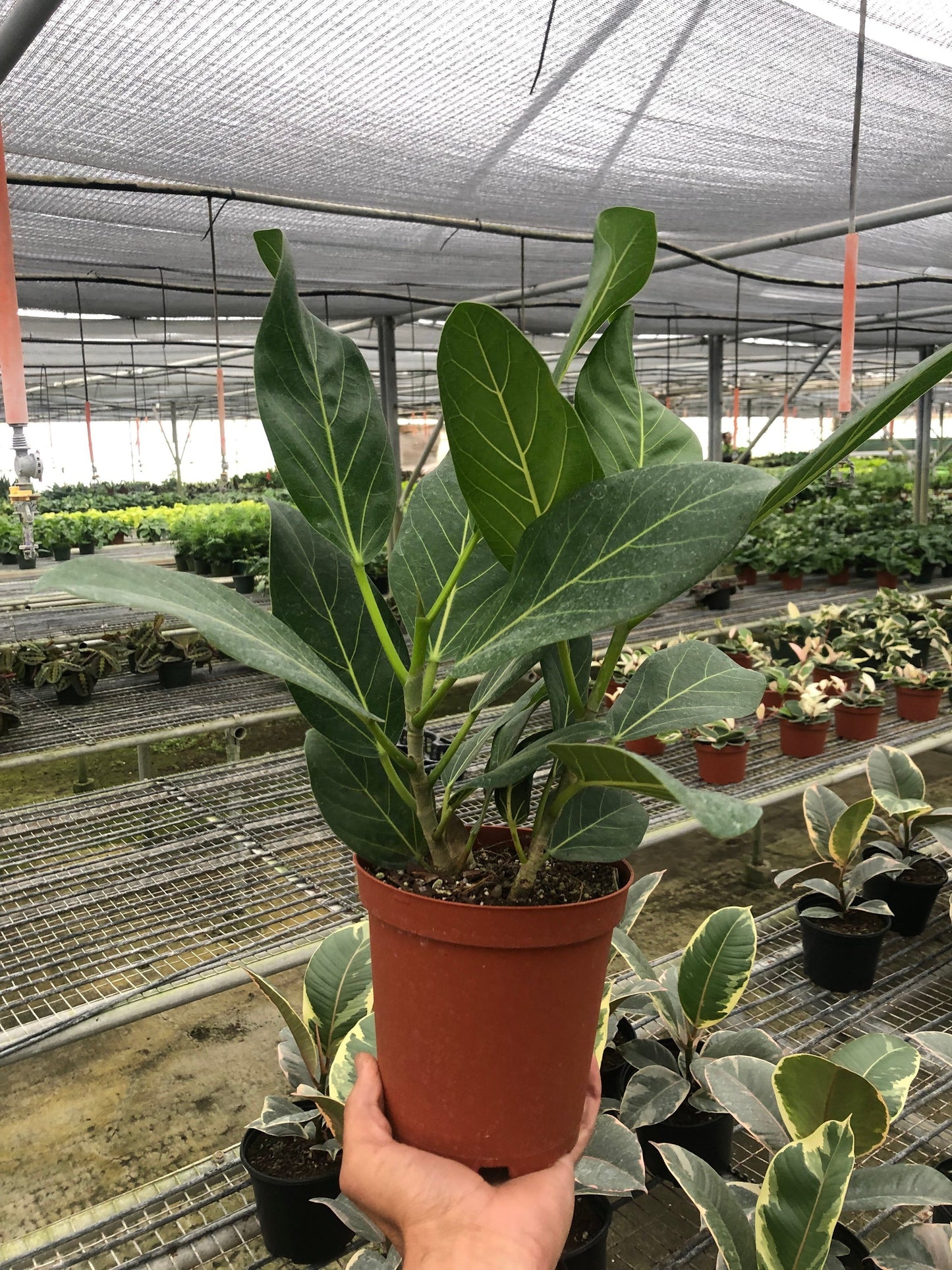 Ficus 'Audrey' - Green Queen of Tropics: Vibrant Evergreen Houseplant for Bright Spaces